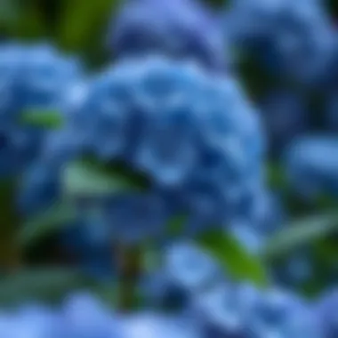 Magnificent The Essence of Blue Silk Hydrangea in Fashion Magnificent The Essence of Blue Silk Hydrangea in Fashion