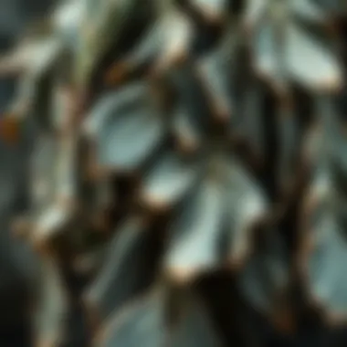 A close-up of the unique texture and color of dried eucalyptus leaves