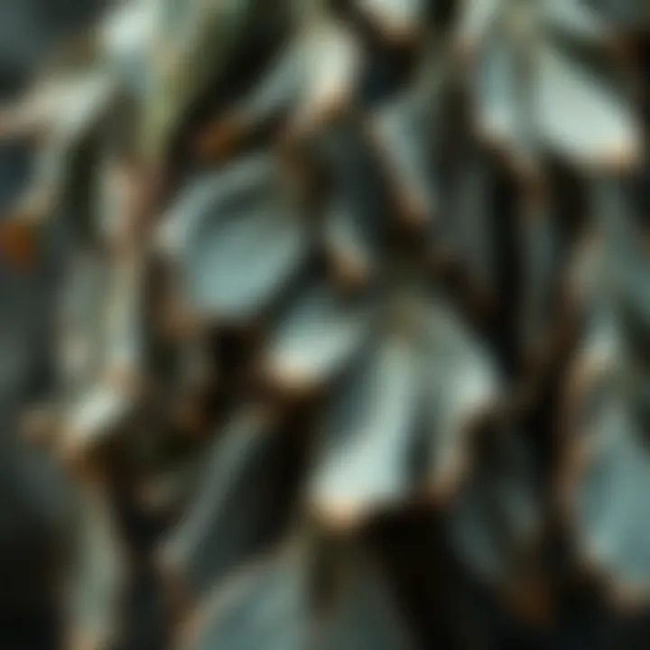 A close-up of the unique texture and color of dried eucalyptus leaves