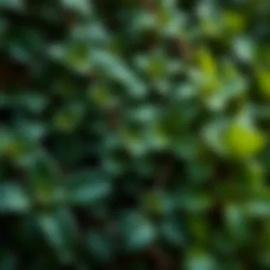 Natural vs. Synthetic Silk Ivy A comparison of natural silk ivy and synthetic alternatives to highlight environmental impact