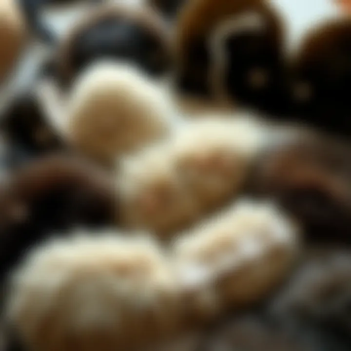 An artistically arranged flat lay of various fur bra designs showcasing diversity.