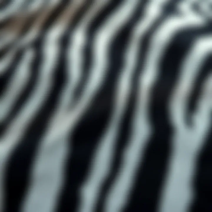 Zebra Print Fabric Details Close-up of zebra print fabric showcasing its unique texture