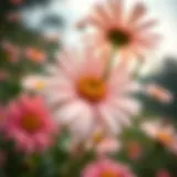 Faux Daisies: A Comprehensive Exploration Introduction
