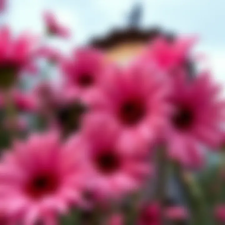 Notable Faux Daisies: A Comprehensive Exploration