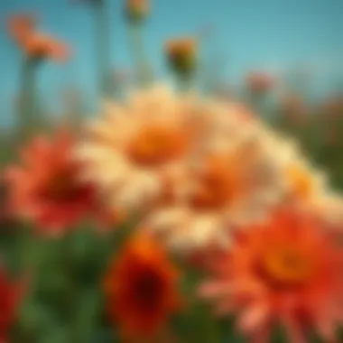 Faux Daisies: A Comprehensive Exploration Summary