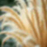 Pampas Decorative: A Shift in Aesthetic Paradigms Introduction