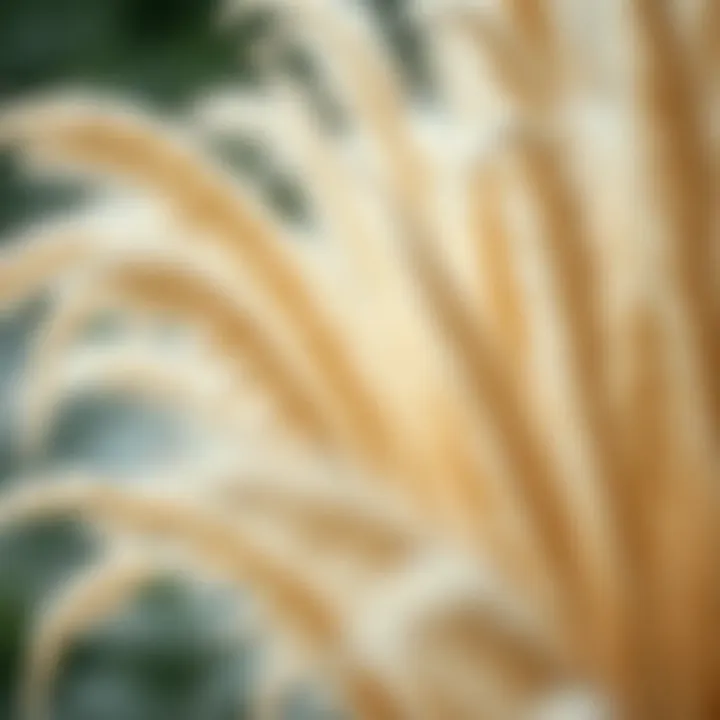 Pampas Decorative: A Shift in Aesthetic Paradigms Introduction