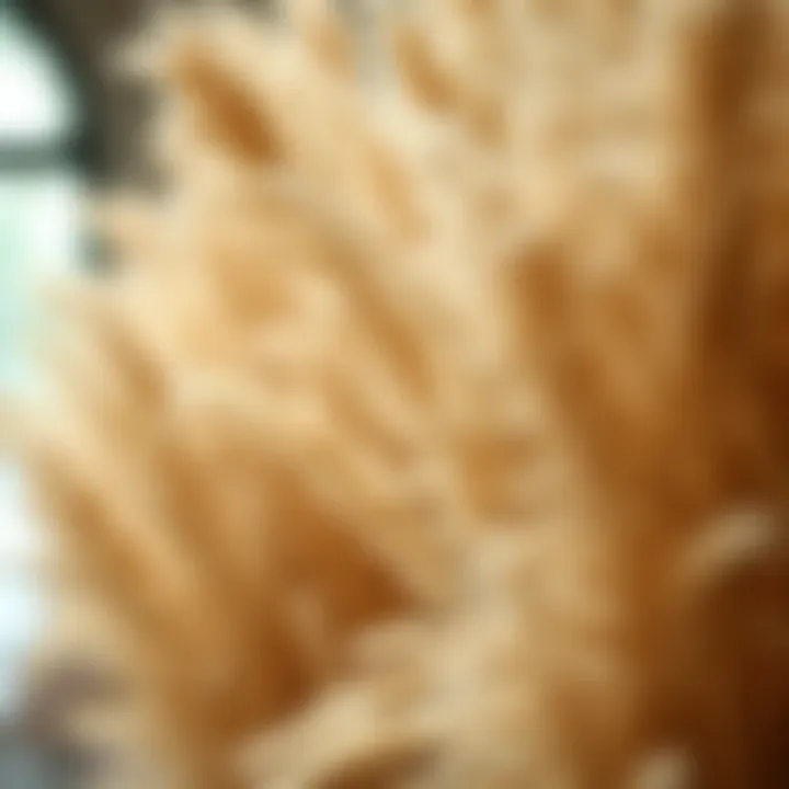 Pampas Decorative: A Shift in Aesthetic Paradigms Summary
