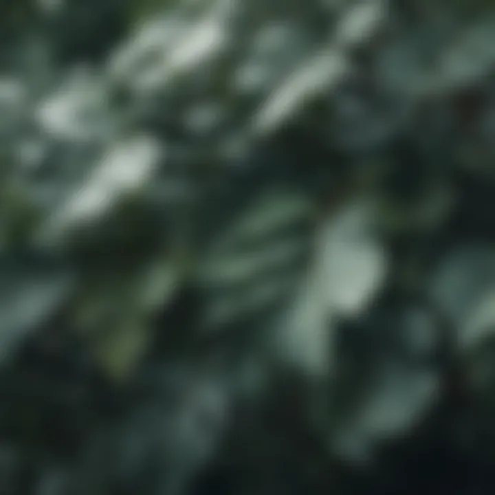 Close-up of lush eucalyptus leaves showcasing texture and detail