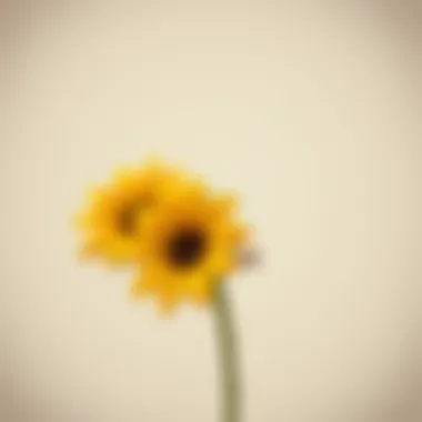 Sunflower hair clips in various colors