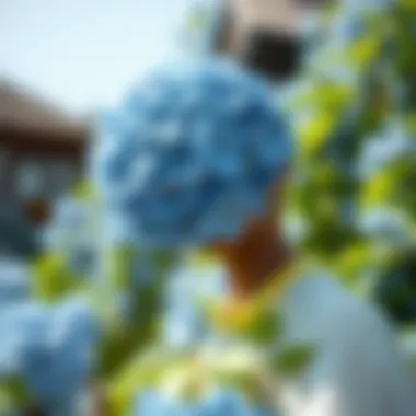 Notable The Essence of Blue Silk Hydrangea in Fashion Notable The Essence of Blue Silk Hydrangea in Fashion