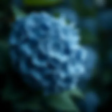 The Essence of Blue Silk Hydrangea in Fashion Summary The Essence of Blue Silk Hydrangea in Fashion Summary